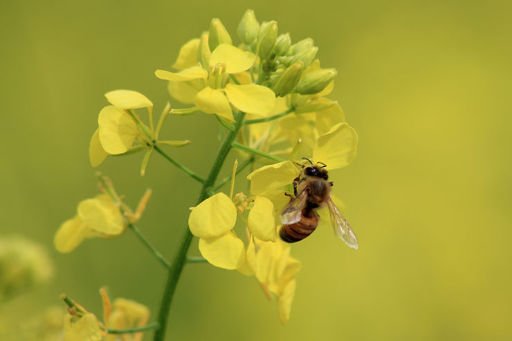 Creating Pollinator-Friendly Gardens in Washington: Plants That Attract Bees, Butterflies, and Birds